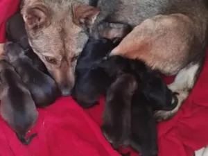 Cachorro raça SRD-ViraLata idade 2 anos nome neguinha
