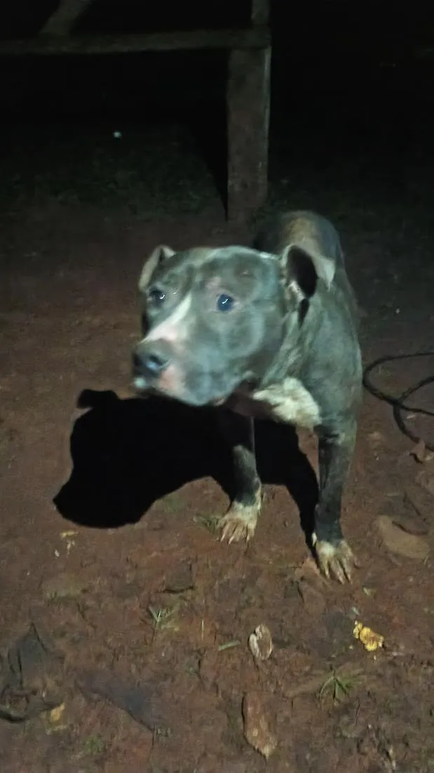 Cachorro raça Pit-Bull idade 1 ano nome Zeus 