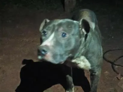 Cachorro raça Pit-Bull idade 1 ano nome Zeus 