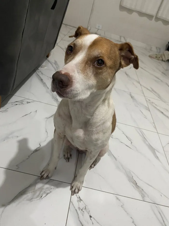 Cachorro raça SRD-ViraLata idade 6 ou mais anos nome Linda
