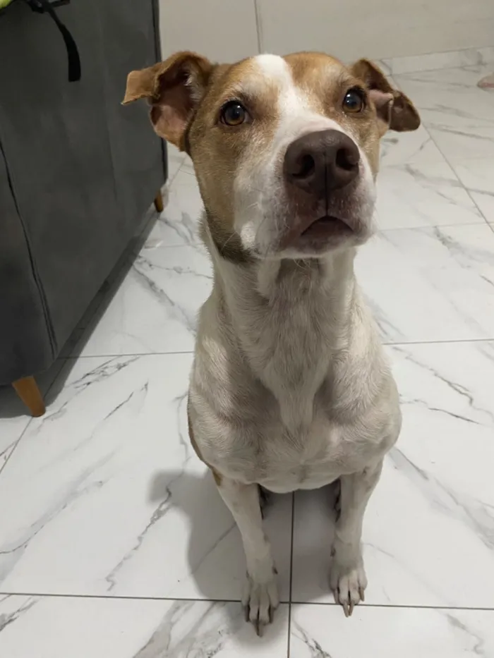 Cachorro raça SRD-ViraLata idade 6 ou mais anos nome Linda