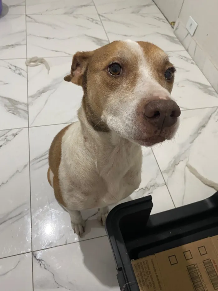 Cachorro raça SRD-ViraLata idade 6 ou mais anos nome Linda