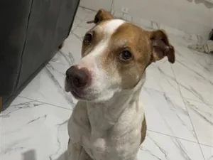 Cachorro raça SRD-ViraLata idade 6 ou mais anos nome Linda
