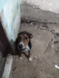 thuthuco