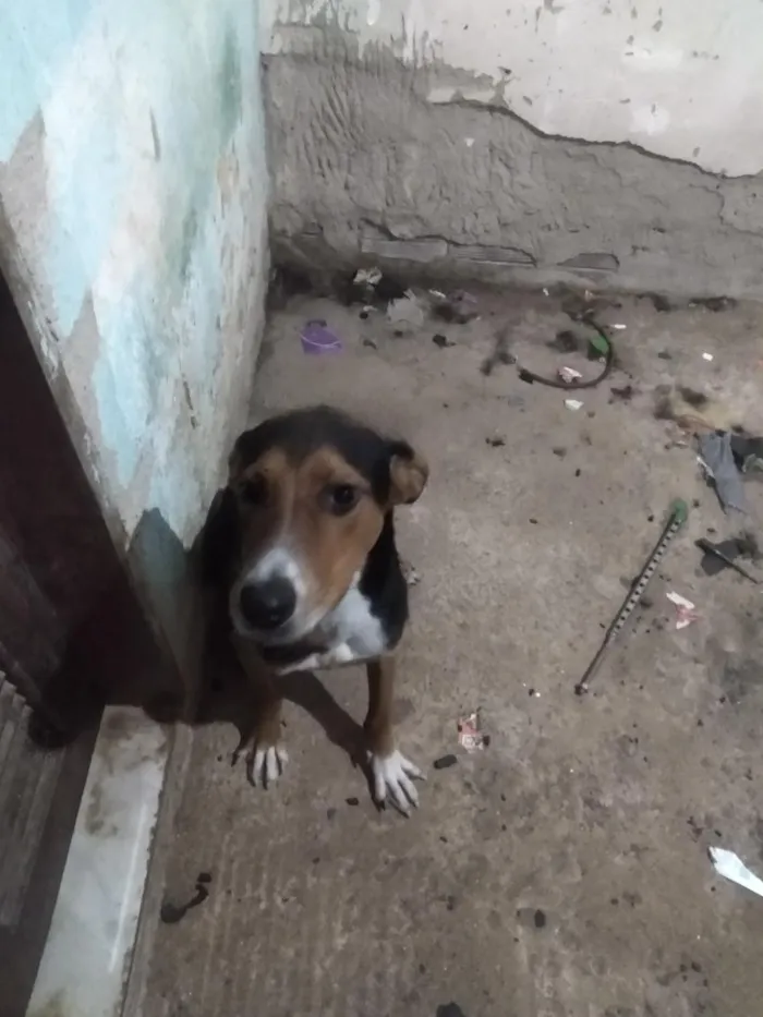 Cachorro raça SRD-ViraLata idade 7 a 11 meses nome thuthuco