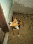 thuthuco