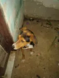 thuthuco