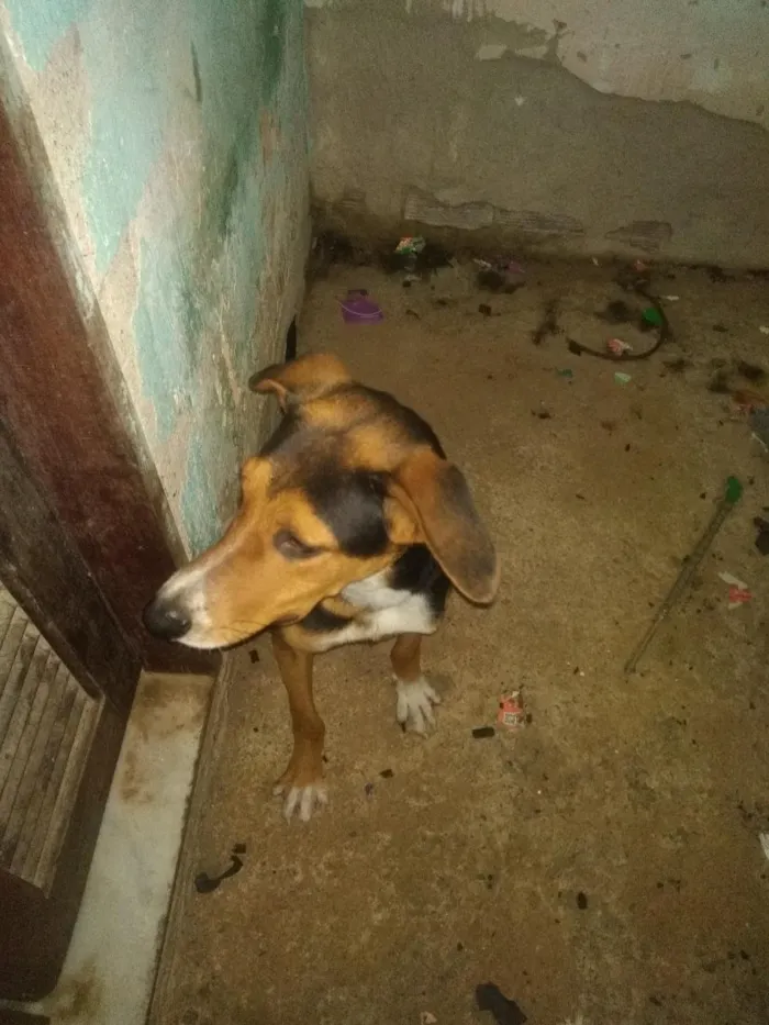Cachorro raça SRD-ViraLata idade 7 a 11 meses nome thuthuco