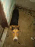 thuthuco