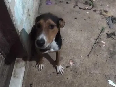 Cachorro raça SRD-ViraLata idade 7 a 11 meses nome thuthuco