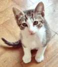 PEDRO JOSÉ