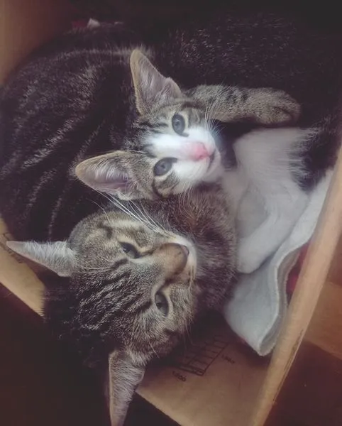 Gato raça SRD-ViraLata idade 2 a 6 meses nome PEDRO JOSÉ