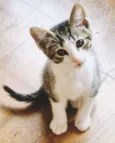 PEDRO JOSÉ