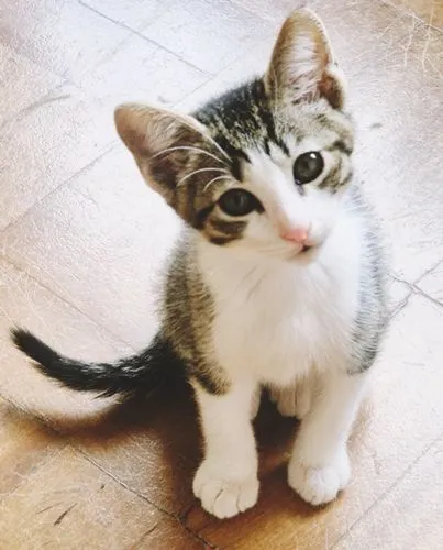 Gato raça SRD-ViraLata idade 2 a 6 meses nome PEDRO JOSÉ