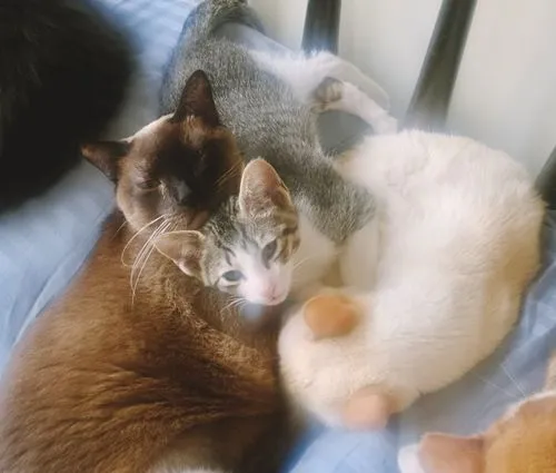 Gato raça SRD-ViraLata idade 2 a 6 meses nome PEDRO JOSÉ