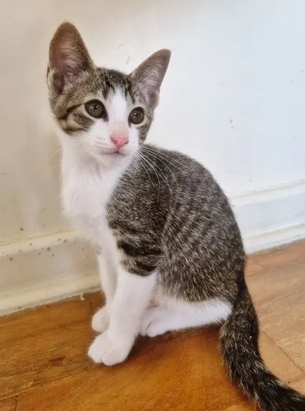 Gato raça SRD-ViraLata idade 2 a 6 meses nome PEDRO JOSÉ
