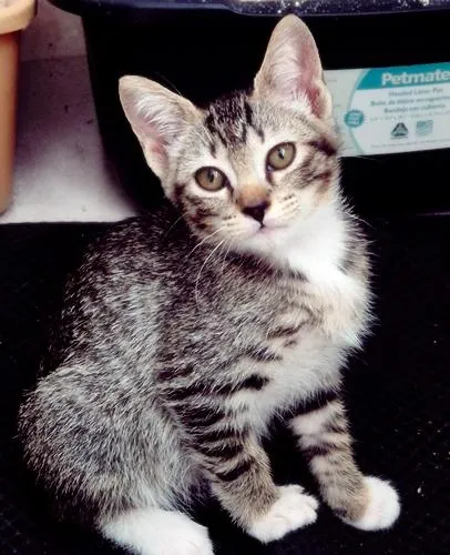 Gato raça SRD-ViraLata idade 2 a 6 meses nome BIA GRACIOSA