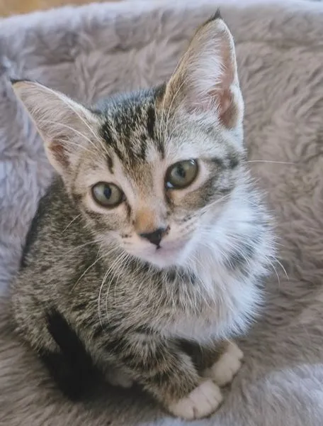 Gato raça SRD-ViraLata idade 2 a 6 meses nome BIA GRACIOSA