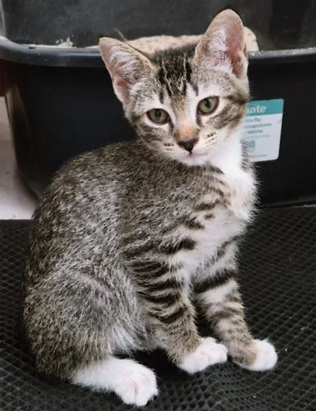 Gato raça SRD-ViraLata idade 2 a 6 meses nome BIA GRACIOSA