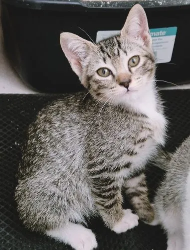 Gato raça SRD-ViraLata idade 2 a 6 meses nome BIA GRACIOSA