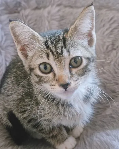 Gato raça SRD-ViraLata idade 2 a 6 meses nome BIA GRACIOSA