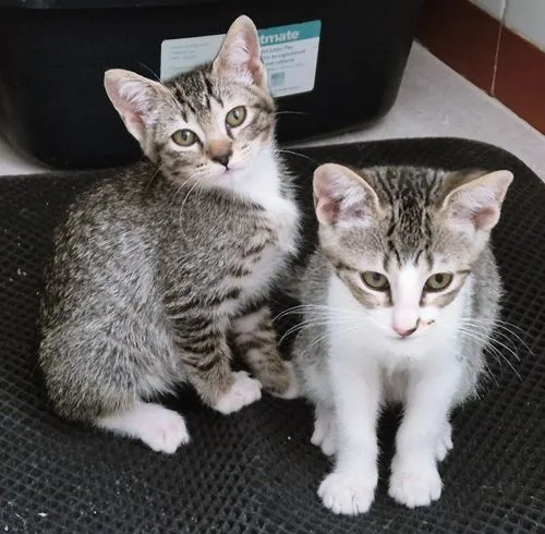 Gato raça SRD-ViraLata idade 2 a 6 meses nome BIA GRACIOSA