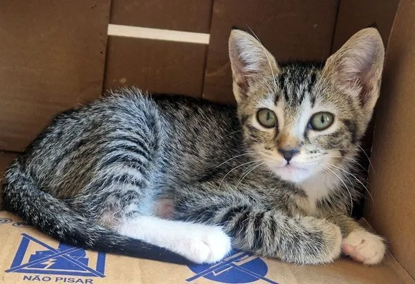 Gato raça SRD-ViraLata idade 2 a 6 meses nome BIA GRACIOSA