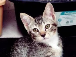 Gato raça SRD-ViraLata idade 2 a 6 meses nome BIA GRACIOSA