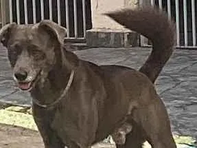Cachorro raça SRD-ViraLata idade 3 anos nome Bryan