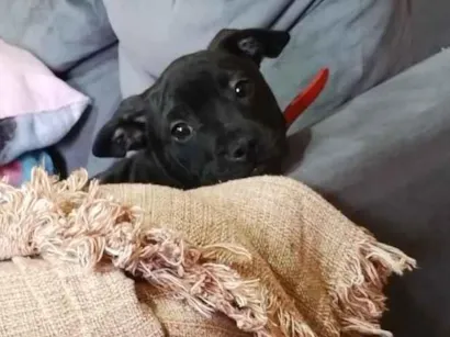 Cachorro raça SRD-ViraLata idade 2 a 6 meses nome Jhony
