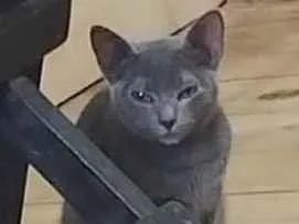 Gato raça SRD-ViraLata idade 2 a 6 meses nome jade