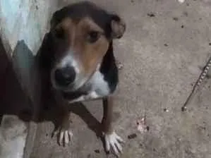 Cachorro raça SRD-ViraLata idade 7 a 11 meses nome thuthuco