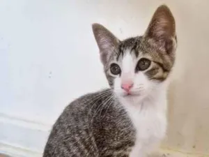 Gato raça SRD-ViraLata idade 2 a 6 meses nome PEDRO JOSÉ