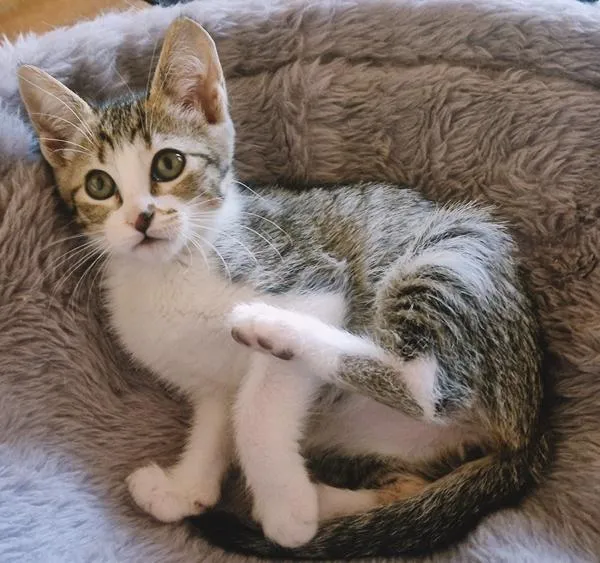 Gato raça SRD-ViraLata idade 2 a 6 meses nome BIA BELA