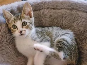 Gato raça SRD-ViraLata idade 2 a 6 meses nome BIA BELA