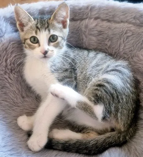 Gato raça SRD-ViraLata idade 2 a 6 meses nome BIA BELA