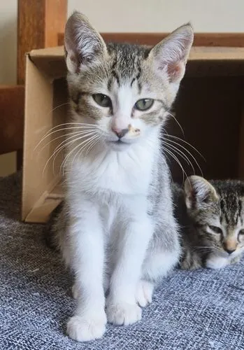 Gato raça SRD-ViraLata idade 2 a 6 meses nome BIA BELA