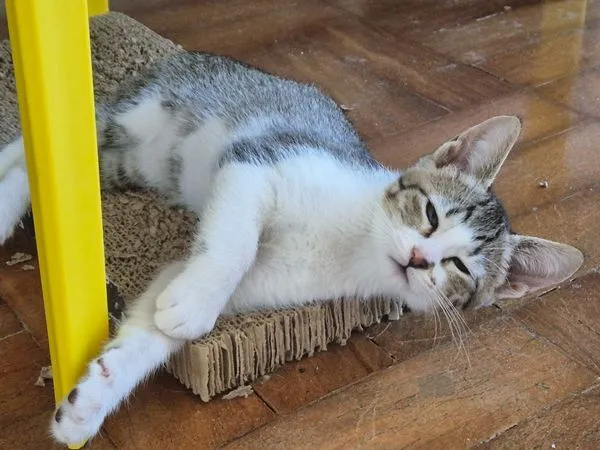 Gato raça SRD-ViraLata idade 2 a 6 meses nome BIA BELA