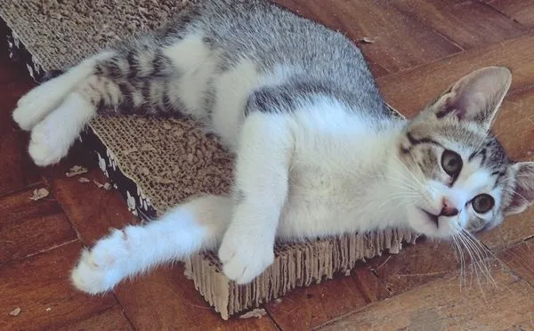 Gato raça SRD-ViraLata idade 2 a 6 meses nome BIA BELA