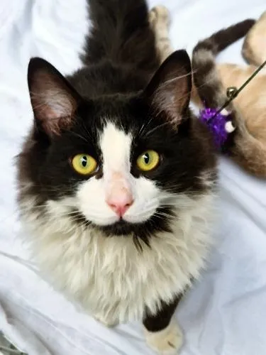 Gato raça SRD-ViraLata idade 6 ou mais anos nome FRAJOLA PELUDO