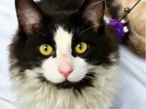 Gato raça SRD-ViraLata idade 6 ou mais anos nome FRAJOLA PELUDO