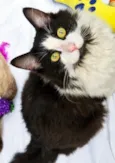 FRAJOLA PELUDO