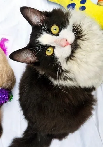 Gato raça SRD-ViraLata idade 6 ou mais anos nome FRAJOLA PELUDO