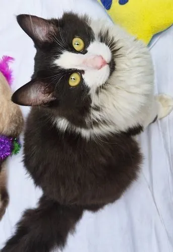 Gato raça SRD-ViraLata idade 6 ou mais anos nome FRAJOLA PELUDO