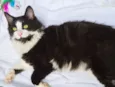 FRAJOLA PELUDO