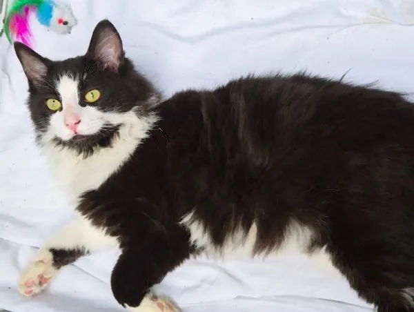 Gato raça SRD-ViraLata idade 6 ou mais anos nome FRAJOLA PELUDO
