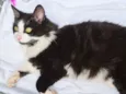 FRAJOLA PELUDO
