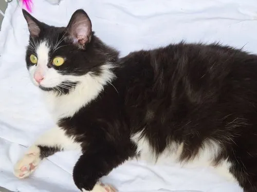 Gato raça SRD-ViraLata idade 6 ou mais anos nome FRAJOLA PELUDO