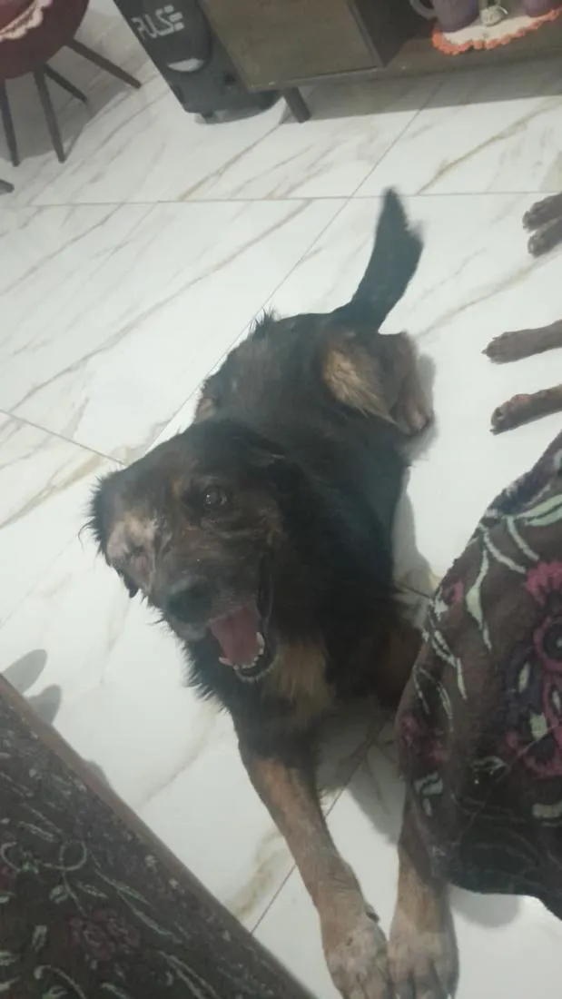 Cachorro raça SRD-ViraLata idade 6 ou mais anos nome Nego