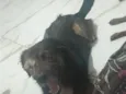 Nego